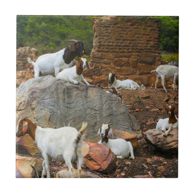 Funky Goats Ginger White Caminhando (Frente)