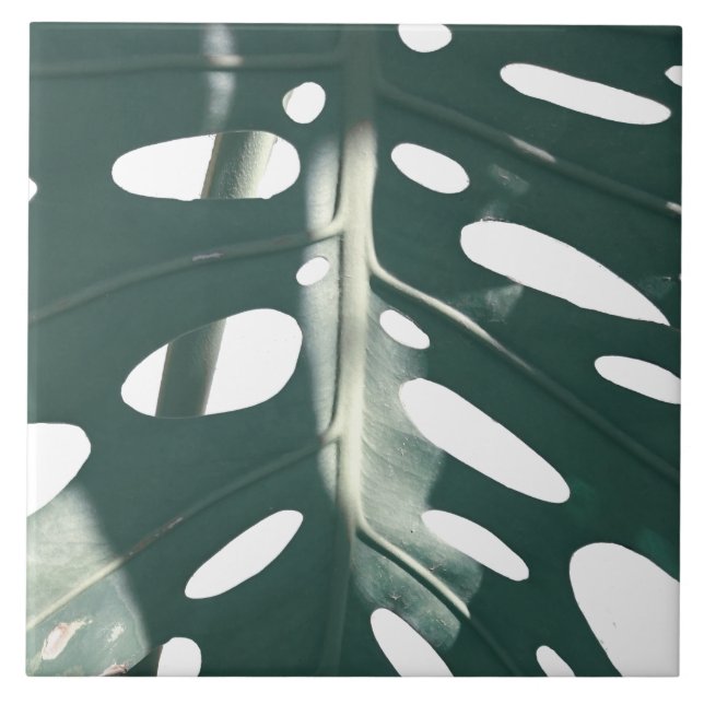 Funky Pale Green Swiss Cheese Plant (Frente)