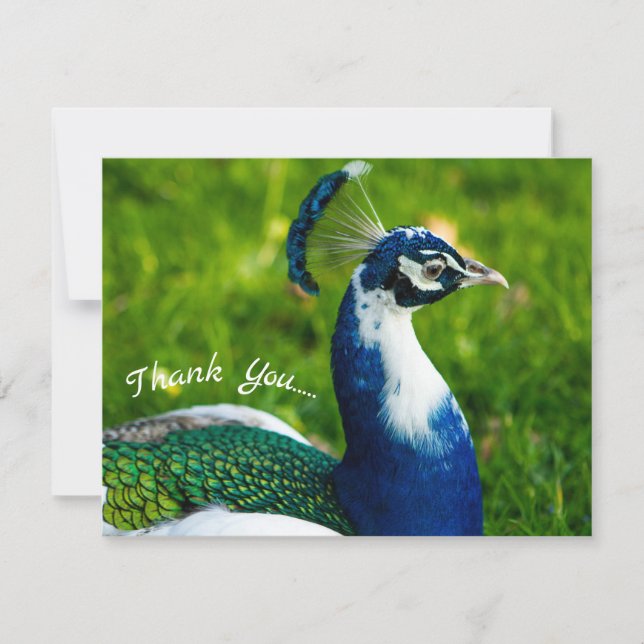 Funky Peacock Flat Cartões de agradecimentos (Frente)