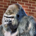 FUNNY GORILLA<br><div class="desc">Um design fotográfico de um gorila bonito e pensativo.</div>