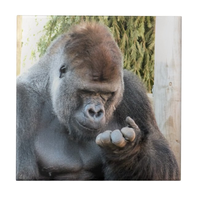 FUNNY GORILLA (Frente)