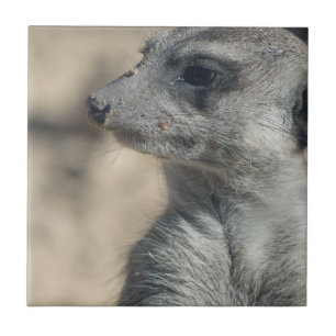 Funny Meerkat