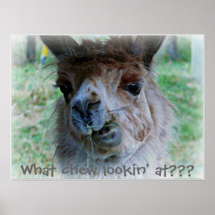 Funny photo of a  llama's  face on a poster
