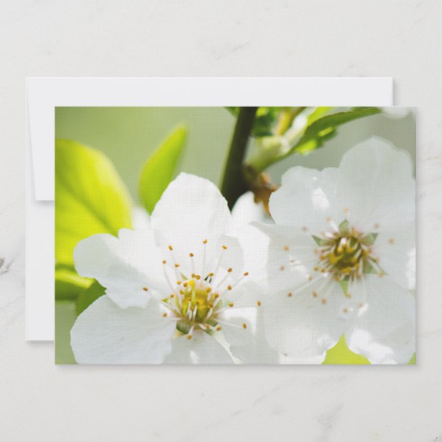 Fusão em Springtime (Frente)