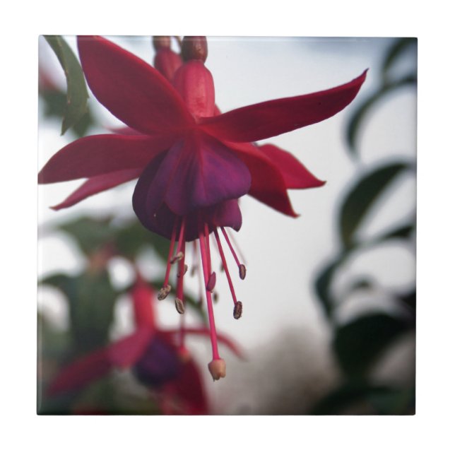 Fuschia (Frente)