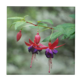 Fuschia1A.jpg