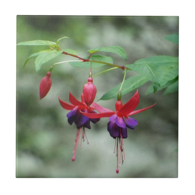 Fuschia1A.jpg (Frente)
