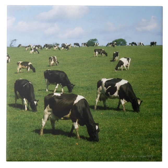 Gado do Holstein-Frisão, Ireland (Frente)