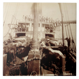 Gado do transporte no "W.G. Salão", Havaí, 1890s