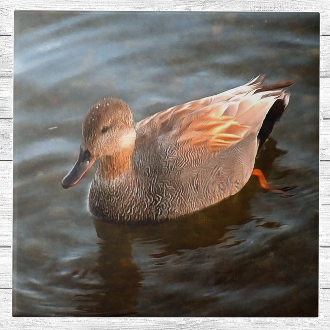 Gadwall Duck Drake no lago (Criador carregado)