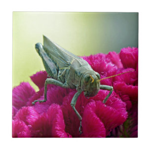 Gafanhoto em Cockscomb