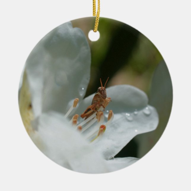 Gafanhoto Em Ornamento Flor Azalea Branco (Frente)