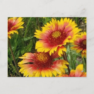 GAILARDIA SOBRE O PRAIRIE - CARTÃO POSTAL