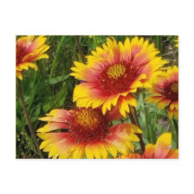 GAILARDIA SOBRE O PRAIRIE - CARTÃO POSTAL