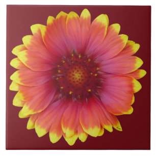 Gaillardia 1