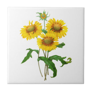 Gaillardia por Pierre Joseph Redoute