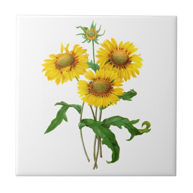 Gaillardia por Pierre Joseph Redoute (Frente)