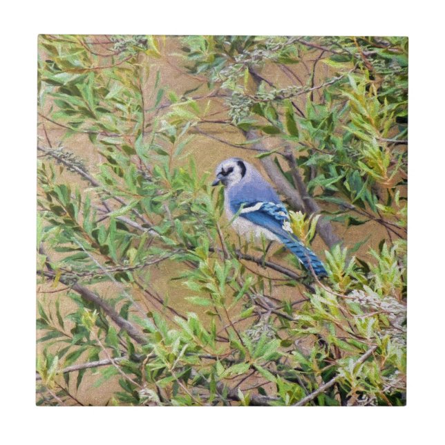 Gaio-azul em Murta-de-cera (Frente)