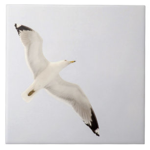 Gaivota do vôo