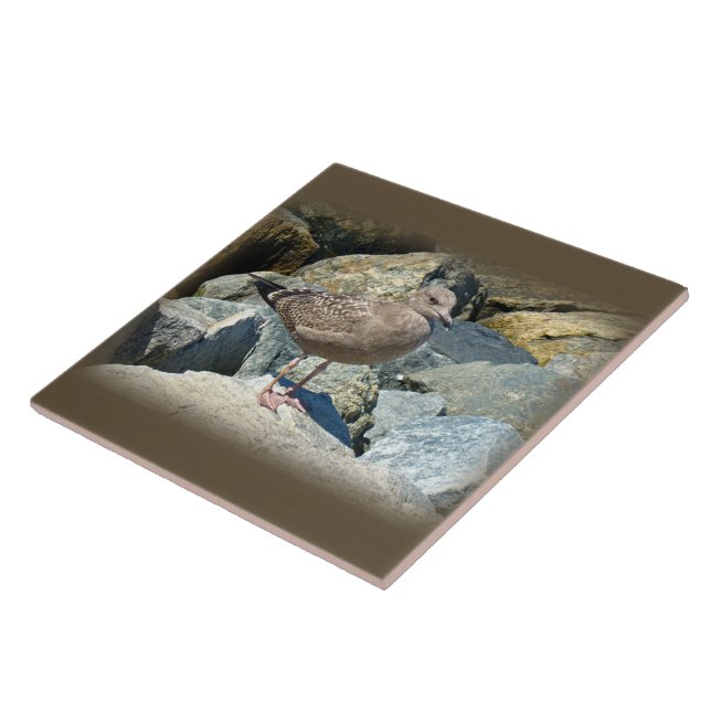 Gaivota Excelente Juvenil Black-Backing (Lateral)