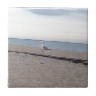 Gaivota na praia