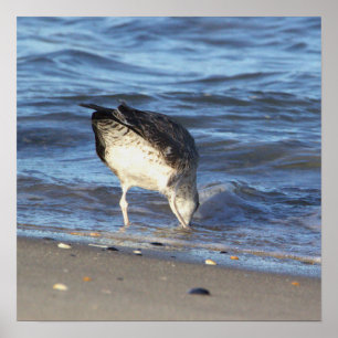 Gaivota no Oceano Poster