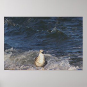 Gaivota no Oceano Poster
