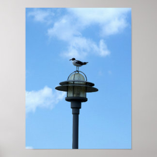 Gaivota no pôster de luz