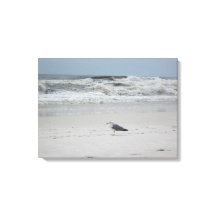 Gaivota pelo oceano na Canvas