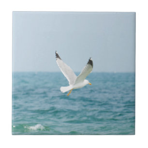 Gaivota sobre o mar