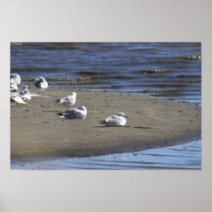 Gaivotas na Poster da praia