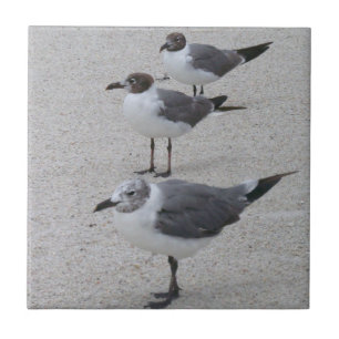 Gaivotas na praia