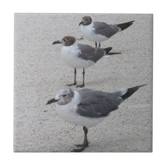 Gaivotas na praia (Frente)