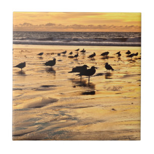 Gaivotas na Praia ao Pôr do Sol