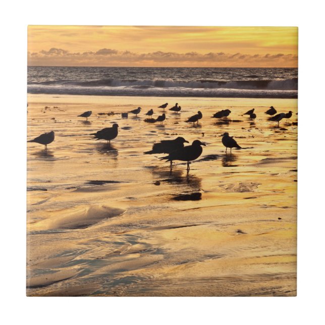 Gaivotas na Praia ao Pôr do Sol (Frente)