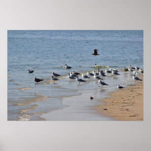 Gaivotas na praia Poster