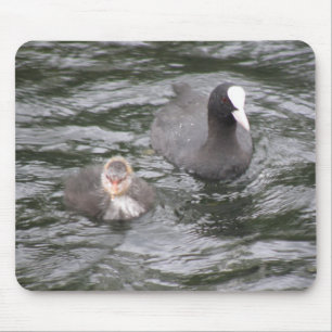 Galeirão e pintinho Mousepad