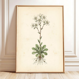 Galeria de Arte Botânico Saxifrage Impressão em Pa