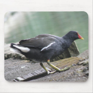 Galinha-d'água Mousepad