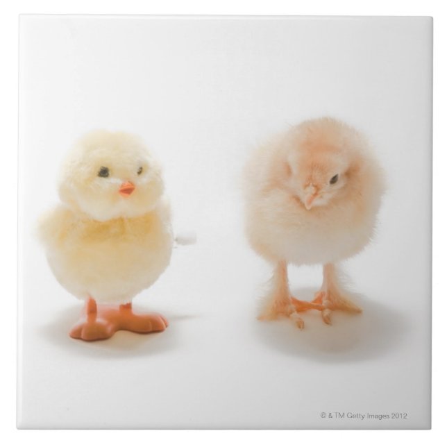 Galinha do bebê e galinha mecânica falsificada (Frente)