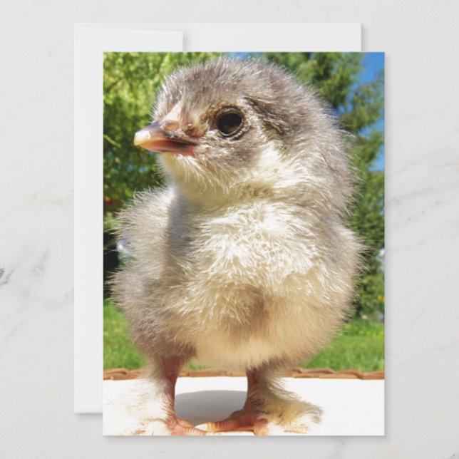 galinha fofa (Frente)