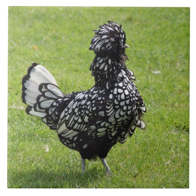 Galinha francesa (Frente)