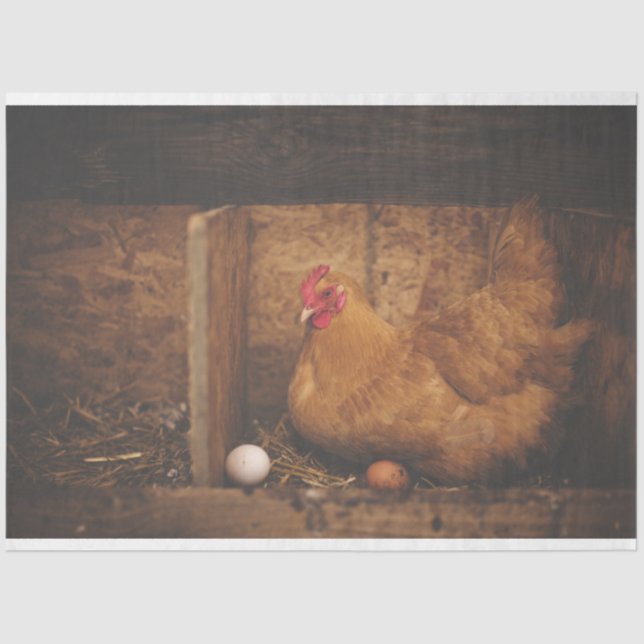 Galinha Galinha Fazenda Papel Tecido de Decodifica (Frente )