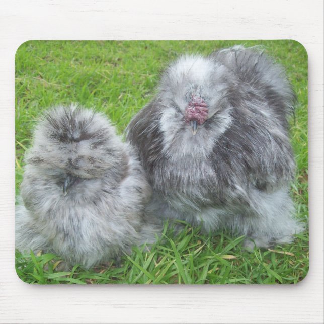Galinha Mousepad de Silkie (Frente)
