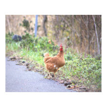 Galinha pela Poster de estrada
