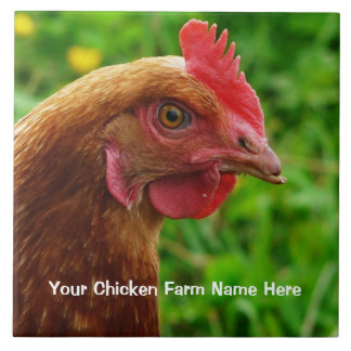 Galinha poedeira vermelha pequena - galinha de RIR