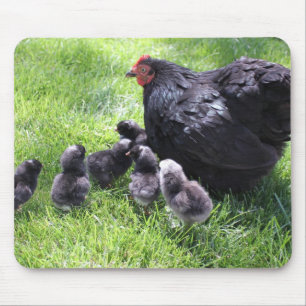 Galinha preta de Cochin com pintinhos Mousepad