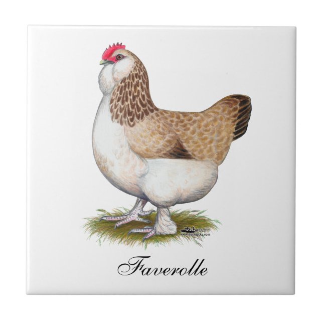 Galinha Salmon de Faverolle (Frente)