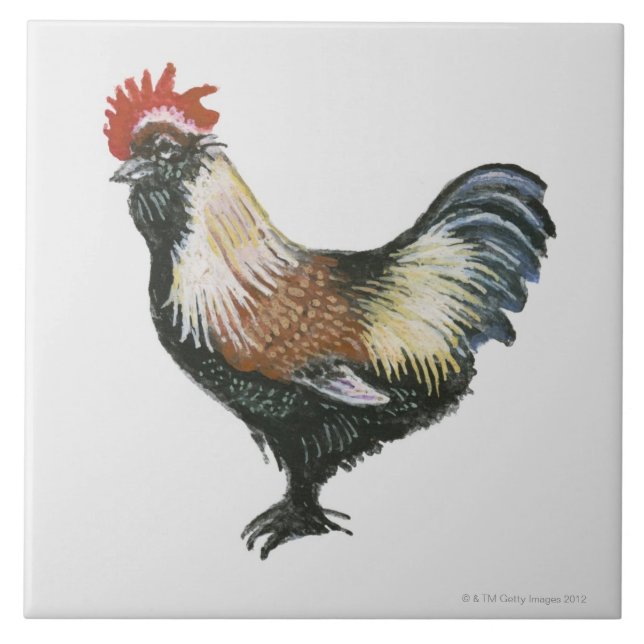 Galinha Salmon de Faverolles (Frente)