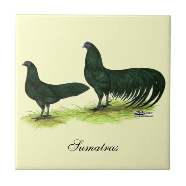 Galinha Sumatra Preta (Frente)